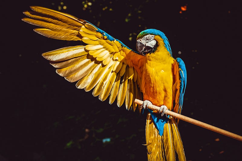 A vibrant parrot showcasing its remarkable mimicry skills