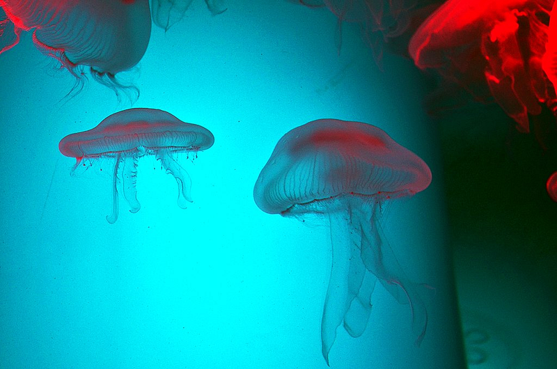 A menacing jellyfish in ocean waters