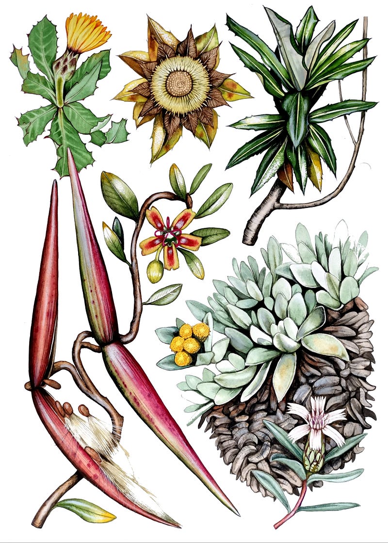 Botanical watercolors of Canary Islands wildflowers