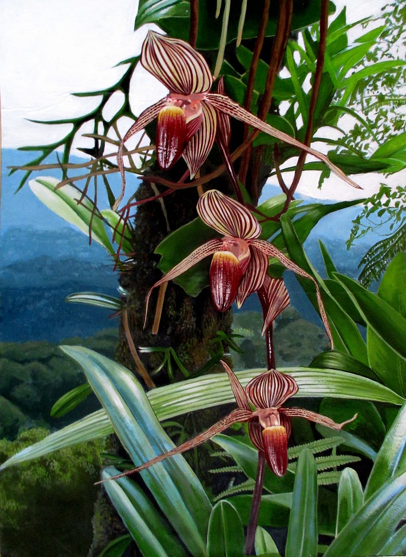 Rothschild's slipper orchid painting