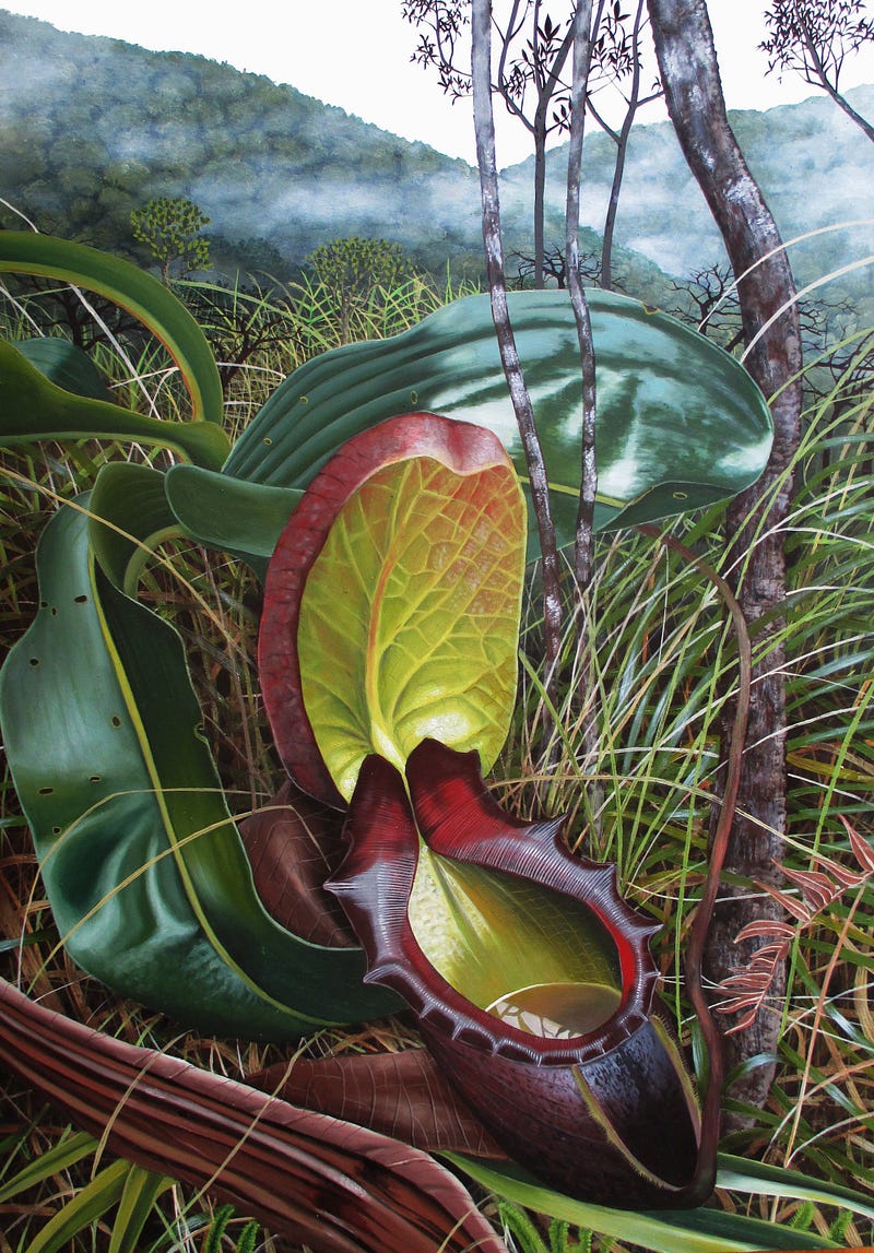 King pitcher plant painting