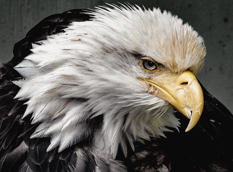 Bald eagle soaring in the sky