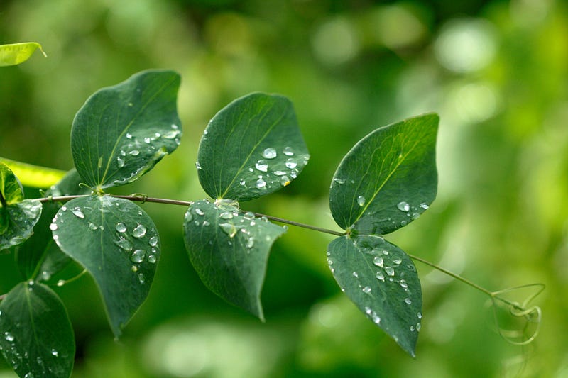 Dew droplets resting on leaves