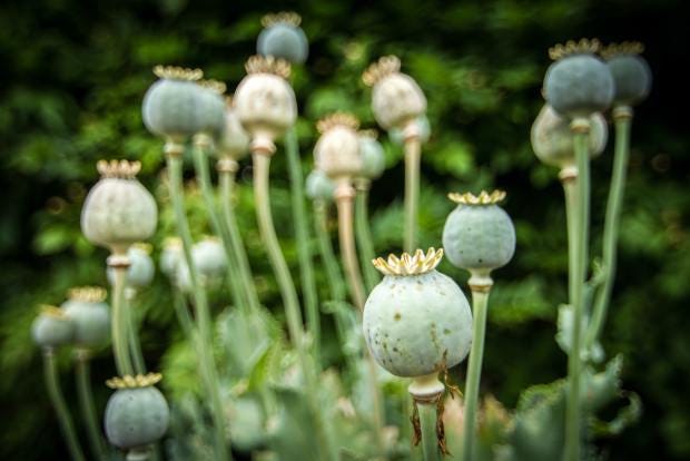 Cultural significance of opium