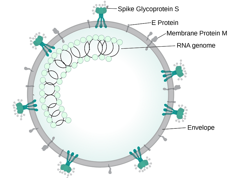 COVID-19 Virus Mutation Visualization