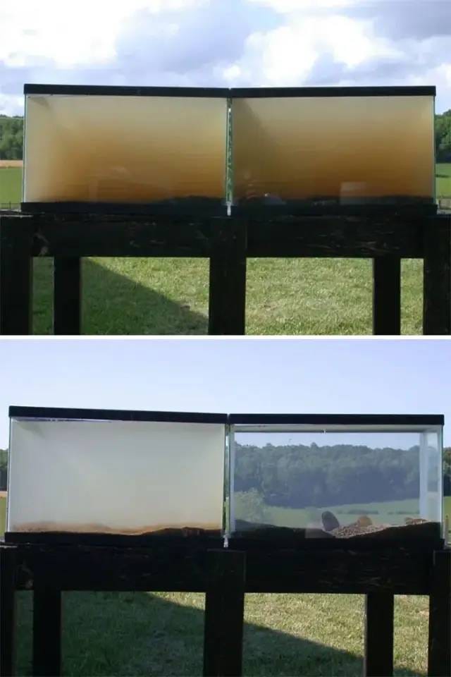 Water purification comparison with mussels