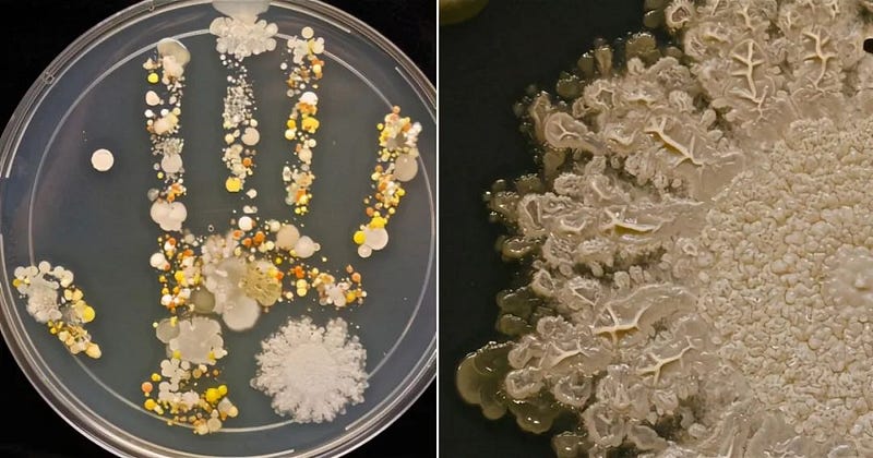 Bacterial growth from dirty handprints