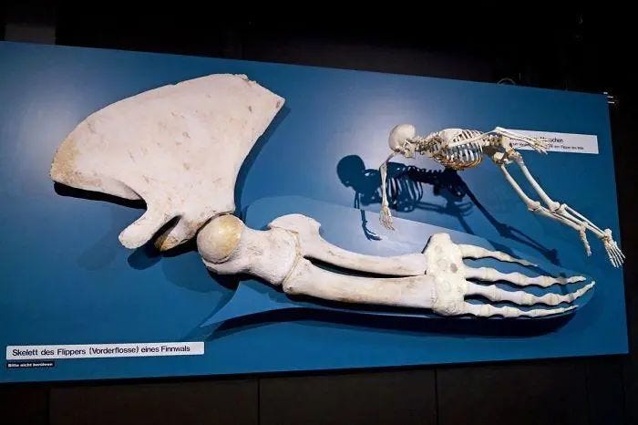 Whale fins vs. human skeletons