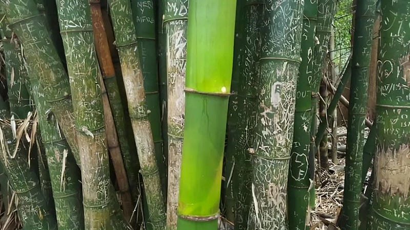 Newly grown bamboo during the pandemic