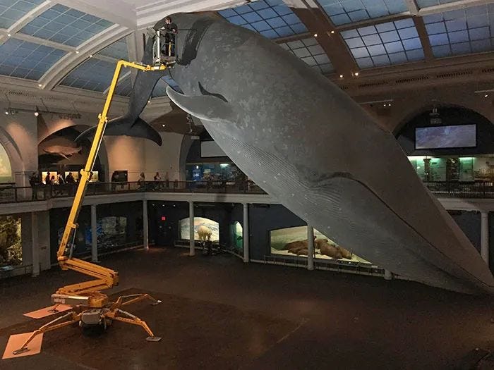 Cleaning whales at a museum