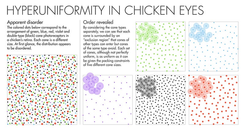 Chicken's eyes showcasing hidden order