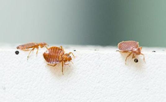 Bed bugs inhabit various furniture and living spaces.