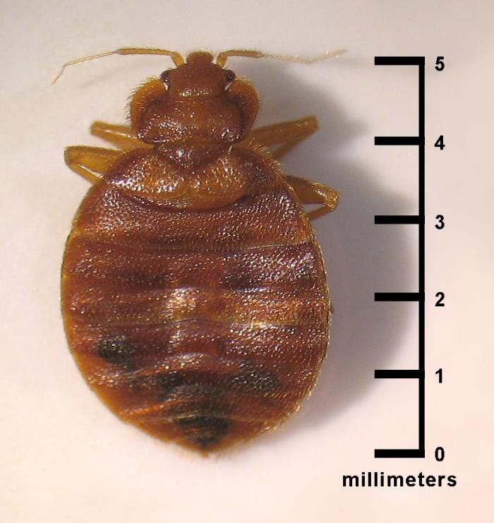 An adult bed bug, Cimex lectularius.