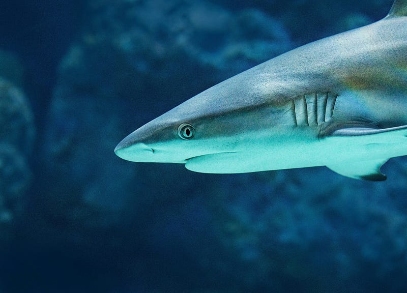 Great white shark showcasing multiple gill slits