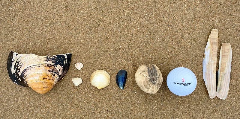 Collection of beach finds including shells and stones