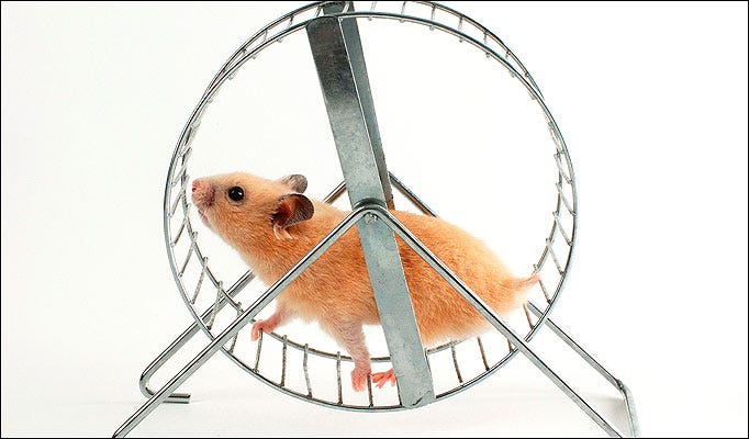 Hamster on a wheel representing human pursuits