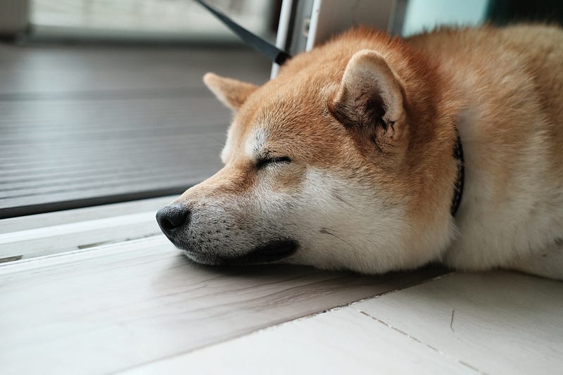 Shiba Inu Coin: A popular cryptocurrency alternative