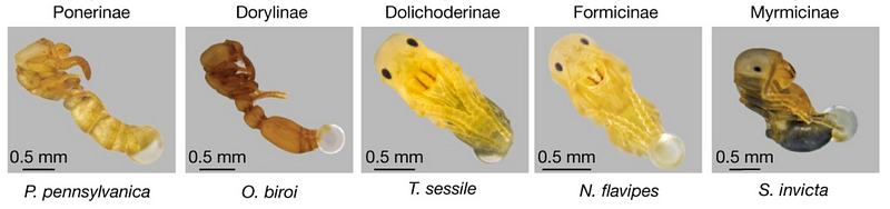 Ant pupae excreting milk-like substance