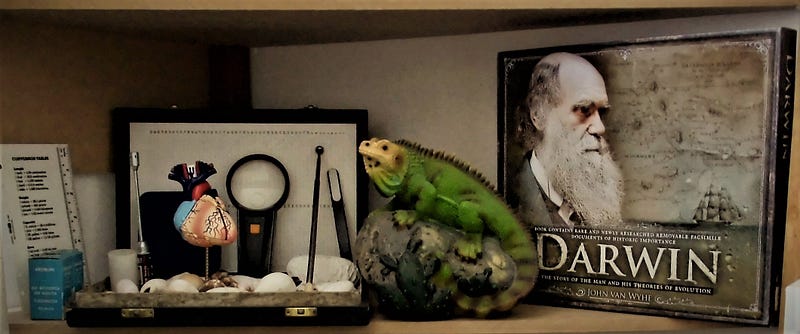 Personal display of the Galapagos iguana figurine