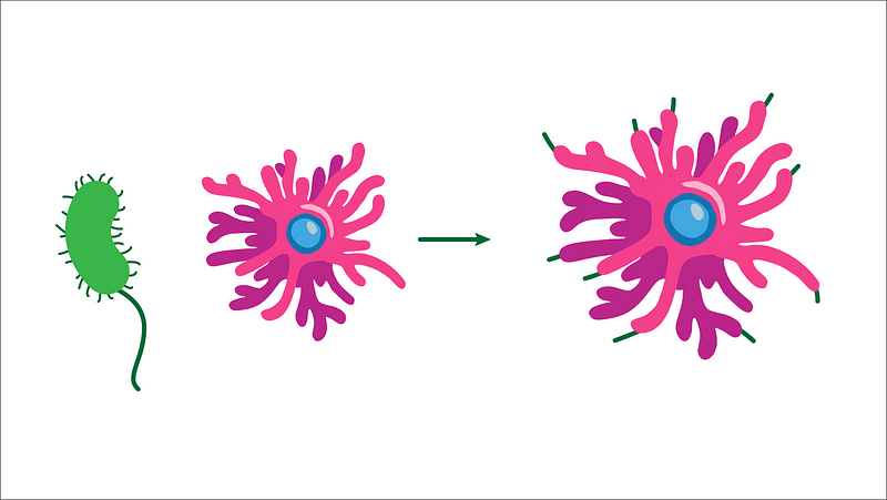 Dendritic Cells Presenting Bacterial Fragments