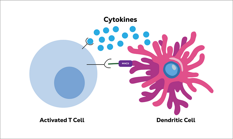 T Cell Activation Process