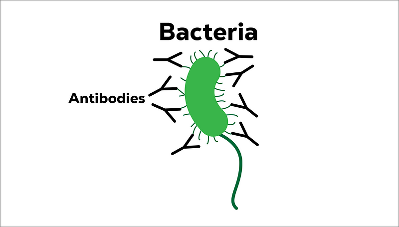 Antibodies Targeting Bacteria