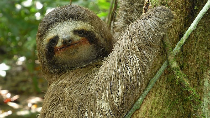 A sloth hanging from a tree branch