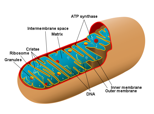 Mitochondria and their role in energy production