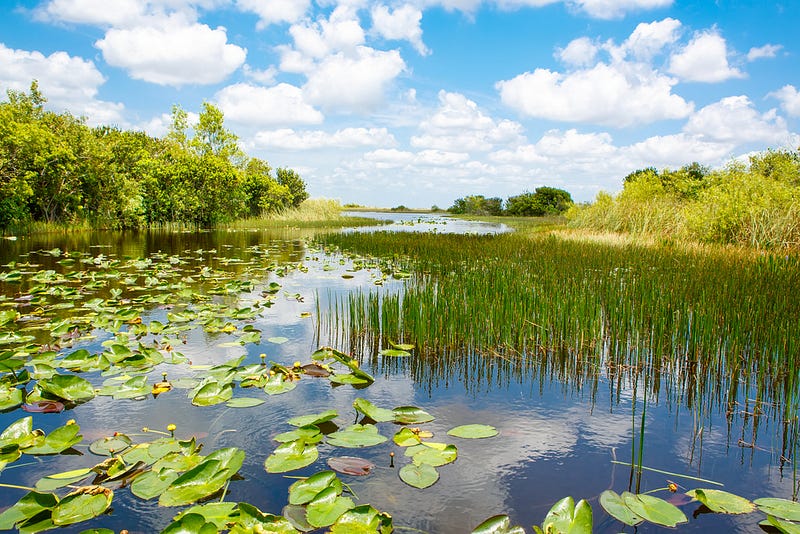 Protecting wetlands to mitigate methane emissions