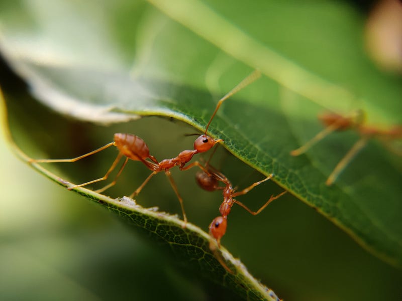 Close-up of an ant's face showcasing its intricate features