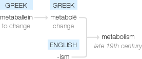 The Essence of Metabolism