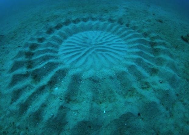 Underwater formations resembling crop circles