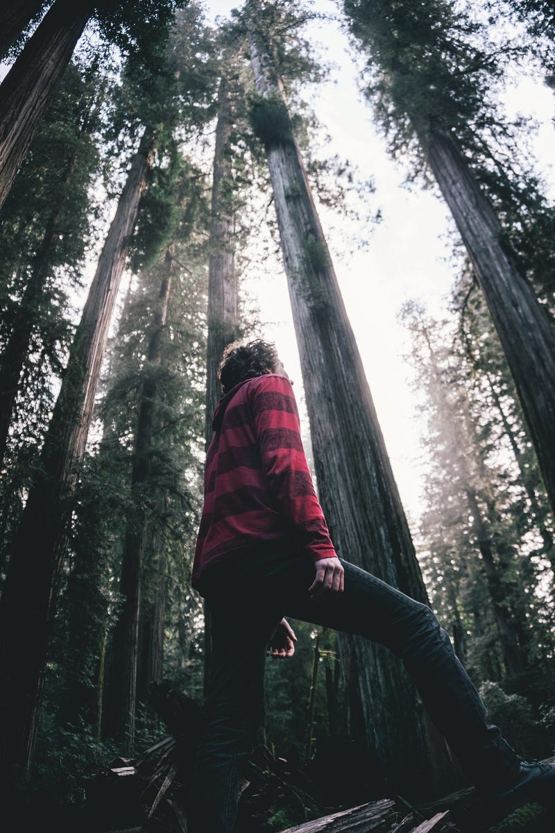 Individual standing next to tall trees to signify height comparison.