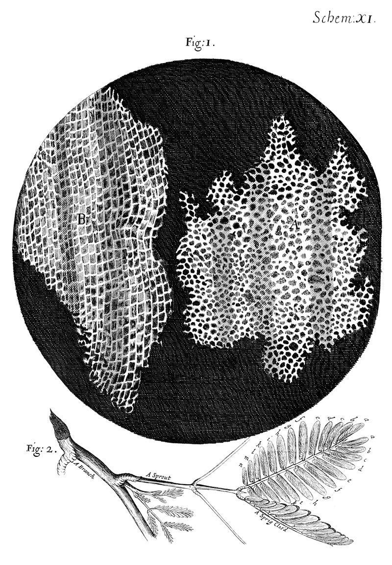 Historic illustration of cork cells by Robert Hooke