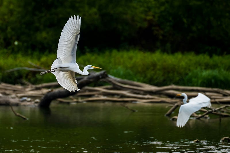 Nature's Paradise: A Serene Landscape