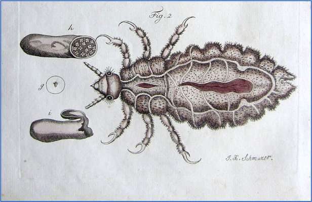 Engraving of a louse