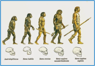 Human evolution with lice