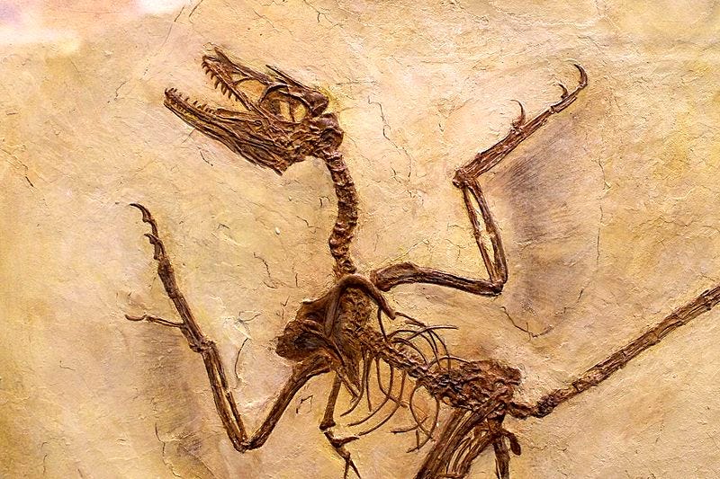 Fossil of a Microraptor