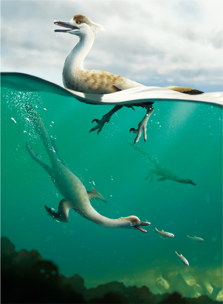 Natovenator, a swimming dinosaur